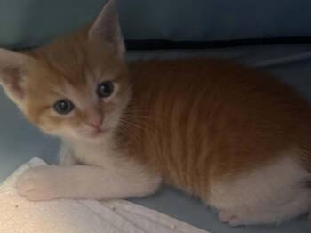 Leo -  Domestic Short Hair Cat for Adoption in Virginia Beach, Virginia - Leo | PetCurious