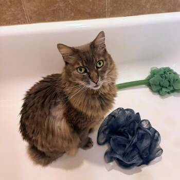Ivan -  Domestic Long Hair Cat for Adoption in Marysville, Ohio - Ivan | PetCurious