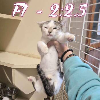 Arabella Figg -  Domestic Short Hair Cat for Adoption in Hillsboro, Ohio - Arabella Figg | PetCurious