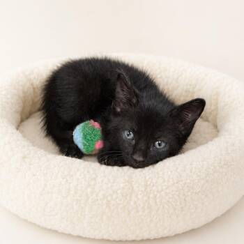 Ralph -  Domestic Short Hair Cat for Adoption in Redwood Falls, Minnesota - Ralph | PetCurious