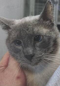 Plankton -  Siamese Cat for Adoption in Fort Madison, Iowa - Plankton | PetCurious