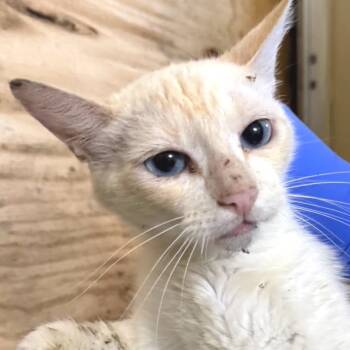 Rescue Domestic Short Hair and Siamese Cats for Adoption in Redwood Valley, California - 5 | PetCurious