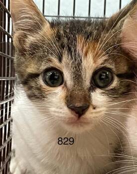 Rescue Domestic Short Hair Cats for Adoption in Sugar Land, Texas - BERRYSHINE | PetCurious