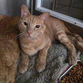Domestic Short Hair Cats Available for Adoption in Las Vegas, Nevada - Jerome | PetCurious