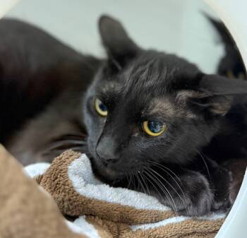 Rescue Domestic Short Hair Cats for Adoption in Sheboygan, Wisconsin - Birch | PetCurious