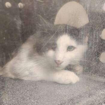 Snoops -  Domestic Medium Hair Cat for Adoption in Reno, Nevada - Snoops | PetCurious