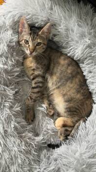 Rescue Domestic Short Hair Cats for Adoption in Maitland, Florida - Scarlet | PetCurious