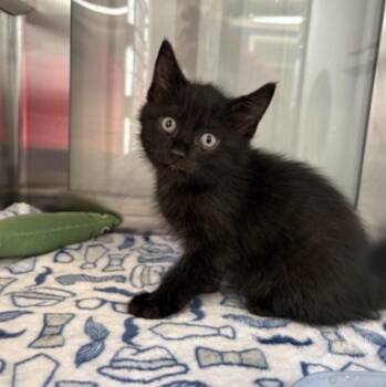 Domestic Short Hair Cats Available for Adoption - Bay | PetCurious