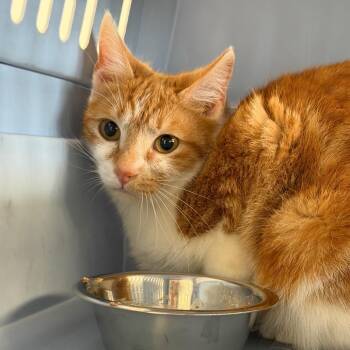 Domestic Short Hair Cats Available for Adoption in Watertown, New York - Penny | PetCurious