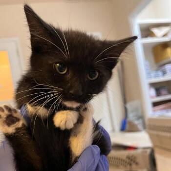 Glory -  Domestic Short Hair Cat for Adoption in Kanab, Utah - Glory | PetCurious