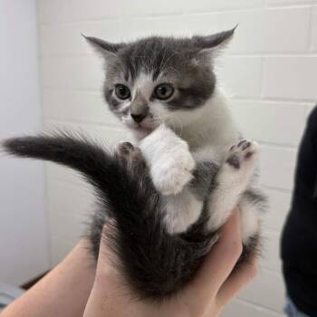 Grimm -  Domestic Medium Hair Cat for Adoption in Beaumont, Texas - Grimm | PetCurious