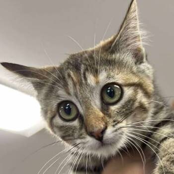 Rescue Domestic Short Hair Cats for Adoption in Buffalo, Wyoming - Hera | PetCurious