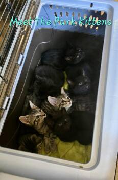 Rainier -  Domestic Short Hair Cat for Adoption in Penndel, Pennsylvania - Rainier | PetCurious