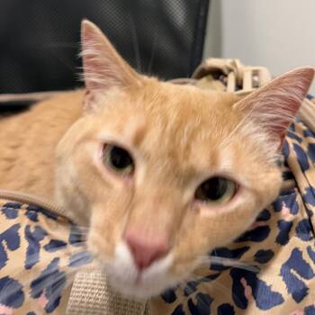 Nami -  Domestic Short Hair Cat for Adoption in Tampa, Florida - Nami | PetCurious