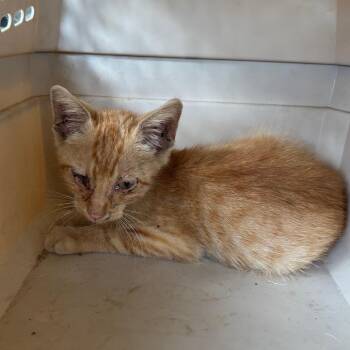 Quinn -  Domestic Medium Hair Cat for Adoption in Saint Joseph, Missouri - Quinn | PetCurious