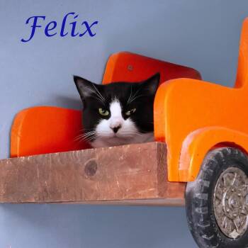Domestic Short Hair Cats Available for Adoption in Lebanon, Tennessee - Felix C26-124 | PetCurious