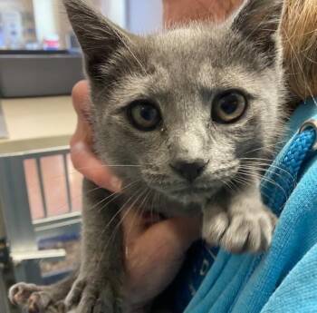 George -  Domestic Short Hair Cat for Adoption in Salinas, California - George | PetCurious