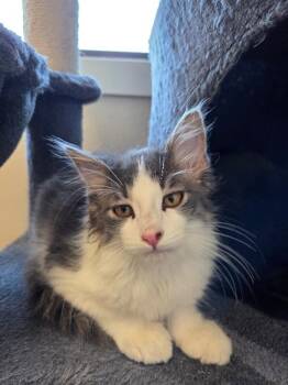 Corbin -  Domestic Long Hair Cat for Adoption in Yankton, South Dakota - Corbin | PetCurious