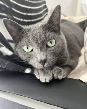 Jaspurr -  Russian Blue Cat for Adoption in Wimauma, Florida - Jaspurr | PetCurious