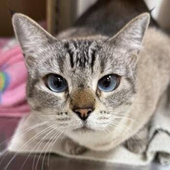 Domestic Short Hair Cats Available for Adoption in Honolulu, Hawaii - Kimi | PetCurious