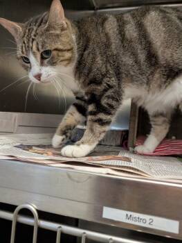Daisy -  Domestic Short Hair and Tabby Cat for Adoption in Powell, Ohio - Daisy | PetCurious