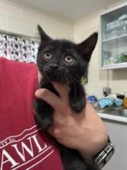 Sparky -  Domestic Short Hair Cat for Adoption in Manitowoc, Wisconsin - Sparky | PetCurious
