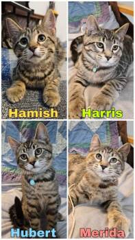 MERIDA, HAMISH, HARRIS, HUBERT -  Domestic Short Hair Cat for Adoption in Schnecksville, Pennsylvania - MERIDA, HAMISH, HARRIS, HUBERT | PetCurious