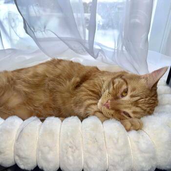Zithro -  Tabby and Domestic Short Hair Cat for Adoption in Greensburg, Pennsylvania - Zithro | PetCurious
