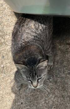 Joplin -  Domestic Short Hair Cat for Adoption in Little Rock, Arkansas - Joplin | PetCurious