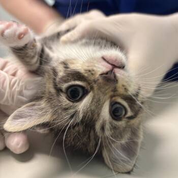 Ozymandias the King of Kings -  Domestic Short Hair Cat for Adoption - Ozymandias The King Of Kings | PetCurious