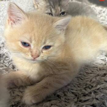 Dreamer -  Persian and Domestic Medium Hair Cat for Adoption in Wappingers Falls, New York - Dreamer | PetCurious