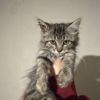 Chikita -  Domestic Long Hair Cat for Adoption in Pauls Valley, Oklahoma - Chikita | PetCurious