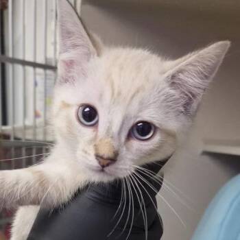 Flint -  Siamese and Domestic Short Hair Cat for Adoption in New York, New York - Flint | PetCurious