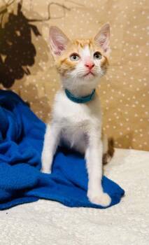 Chandler -  Domestic Short Hair Cat for Adoption in Groveland, Massachusetts - Chandler | PetCurious