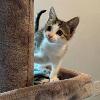 Independence -  Domestic Short Hair Cat for Adoption in Candler, North Carolina - Independence | PetCurious