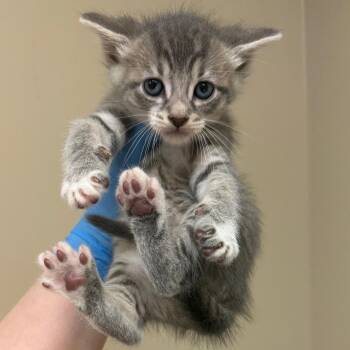 Clover -  Domestic Short Hair Cat for Adoption in Birmingham, Alabama - Clover | PetCurious