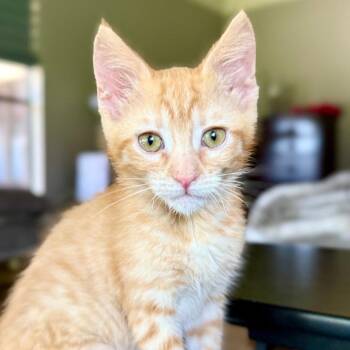 Sansa -  Domestic Short Hair Cat for Adoption in Houston, Texas - Sansa | PetCurious