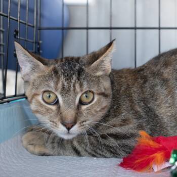 Rescue Domestic Short Hair Cats for Adoption in Bridgeport, Connecticut - Busy | PetCurious