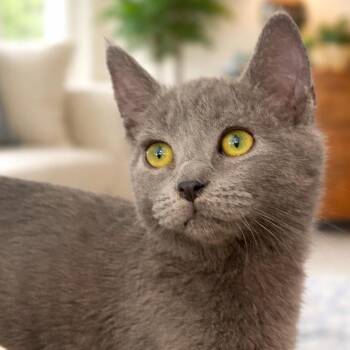 Domestic Short Hair Cats Available for Adoption in Tustin, California - Birdie | PetCurious