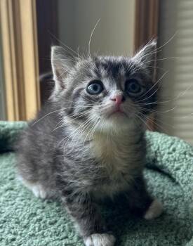 Domestic Short Hair Cats Available for Adoption - Sour Patch Kid | PetCurious