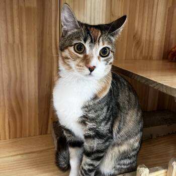 Cherry -  Domestic Short Hair Cat for Adoption in Yucca Valley, California - Cherry | PetCurious