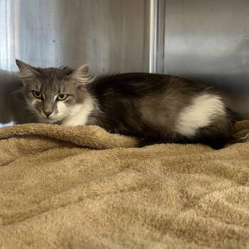 Gigi -  Domestic Long Hair Cat Available for Adoption in Goleta, California - Gigi | PetCurious