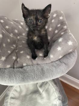Gretel -  Tortoiseshell and Domestic Short Hair Cat for Adoption in Buford, Georgia - Gretel | PetCurious