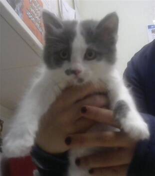 Domestic Short Hair Cats Available for Adoption in Albuquerque, New Mexico - MINNY | PetCurious