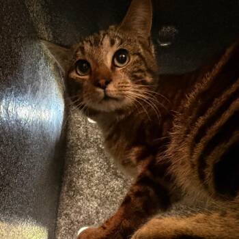 Domestic Short Hair Cats Available for Adoption in Birmingham, Alabama - Duncan | PetCurious