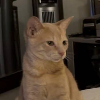 Rescue Domestic Short Hair Cats for Adoption in Warr Acres, Oklahoma - Jeremy | PetCurious