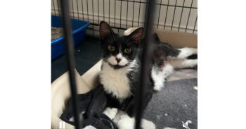 Rescue Domestic Short Hair Cats for Adoption in St. Peters, Missouri - Duchess 14956BZ 985113010257811MC | PetCurious