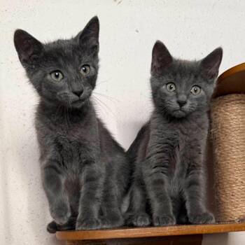 Bruce -  Domestic Short Hair Cat for Adoption in Madison, Wisconsin - Bruce | PetCurious