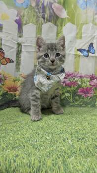 Domestic Short Hair Cats Available for Adoption in Chesapeake Beach, Maryland - Bob Newhart | PetCurious
