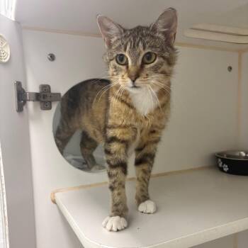 Mango -  Domestic Short Hair Cat for Adoption in Clavet, Saskatchewan - Mango | PetCurious